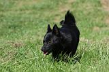 SCHIPPERKE 693